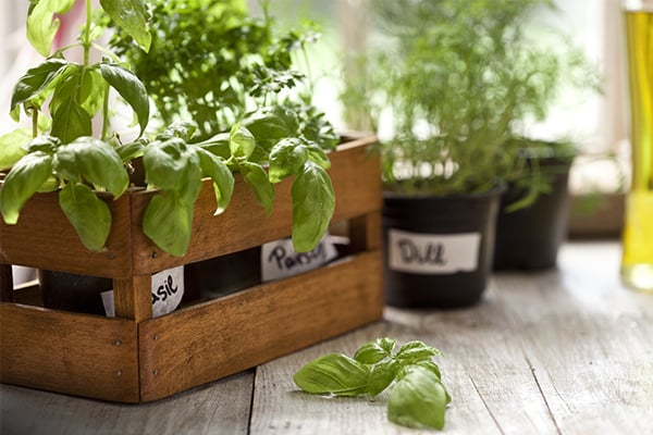 10 recettes pour bien choisir des plantes pour un petit jardin